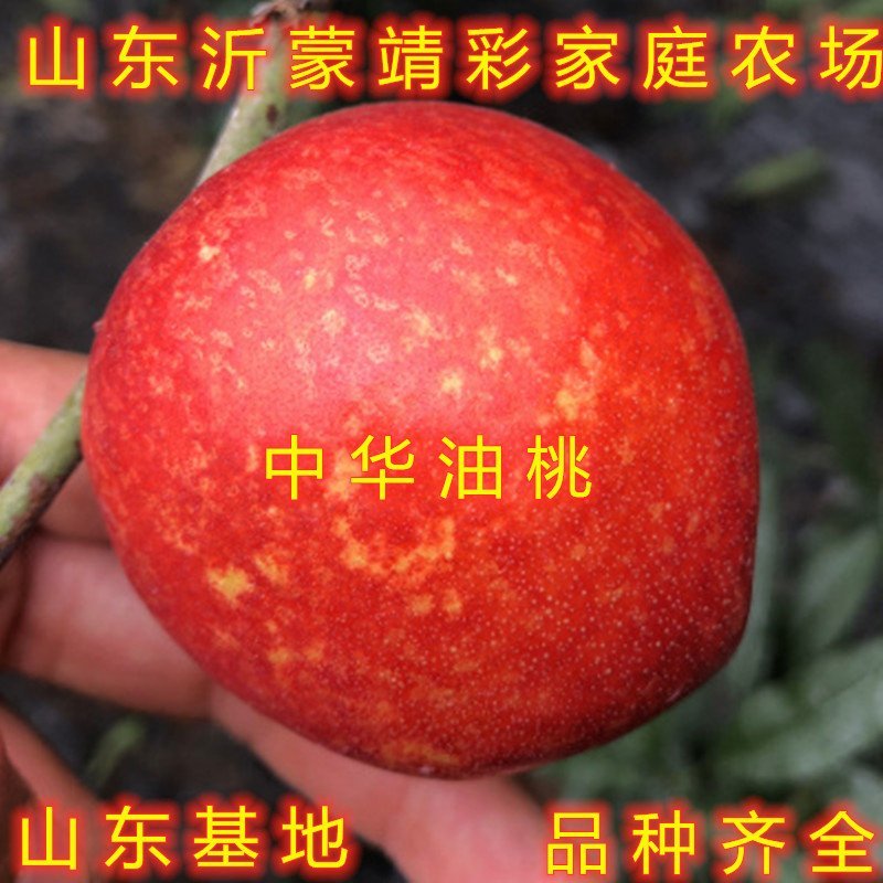 丽江雪桃苗晚熟桃树苗嫁接桃树苗南北方种植品种桃树苗