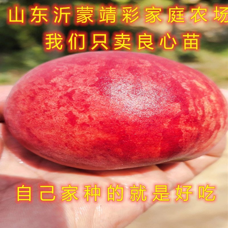 丽江雪桃苗晚熟桃树苗嫁接桃树苗南北方种植品种桃树苗