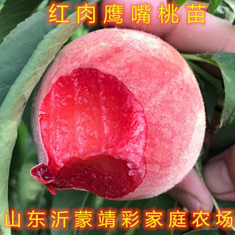 丽江雪桃苗晚熟桃树苗嫁接桃树苗南北方种植品种桃树苗