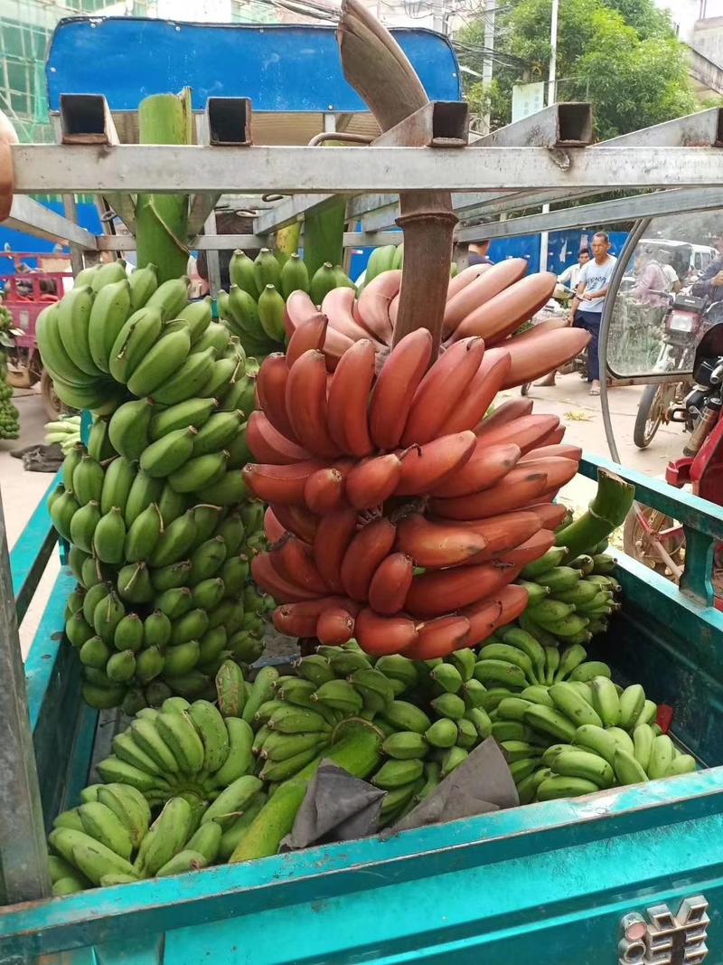 香蕉苗大量有苗供应