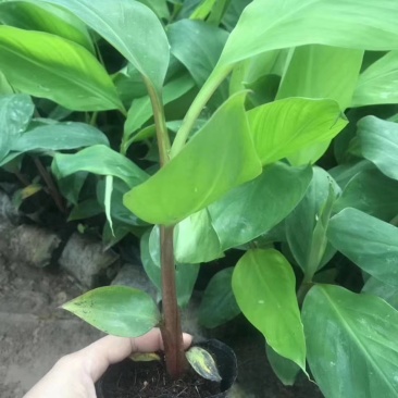 香蕉苗大量有苗供应