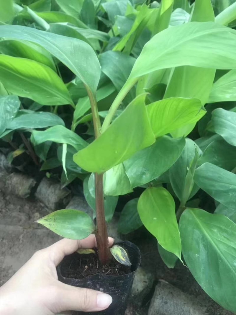 香蕉苗大量有苗供应