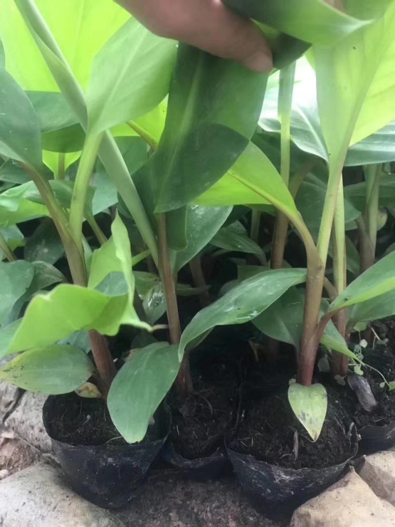 香蕉苗大量有苗供应