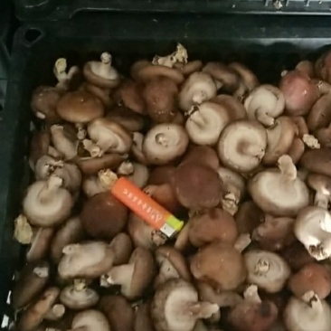香菇