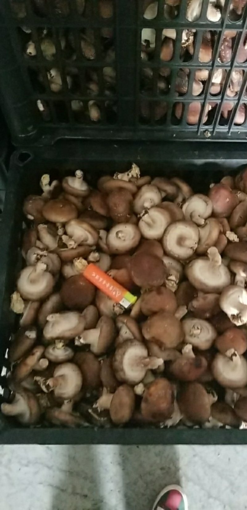 香菇