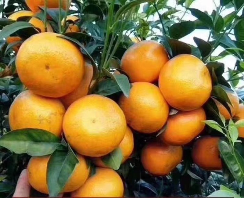 沃柑果苗大量有苗供应