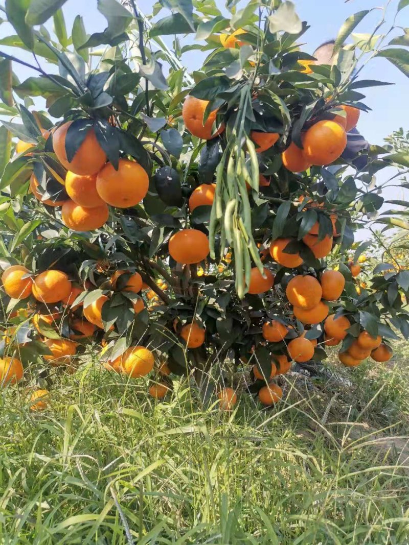沃柑果苗大量有苗供应