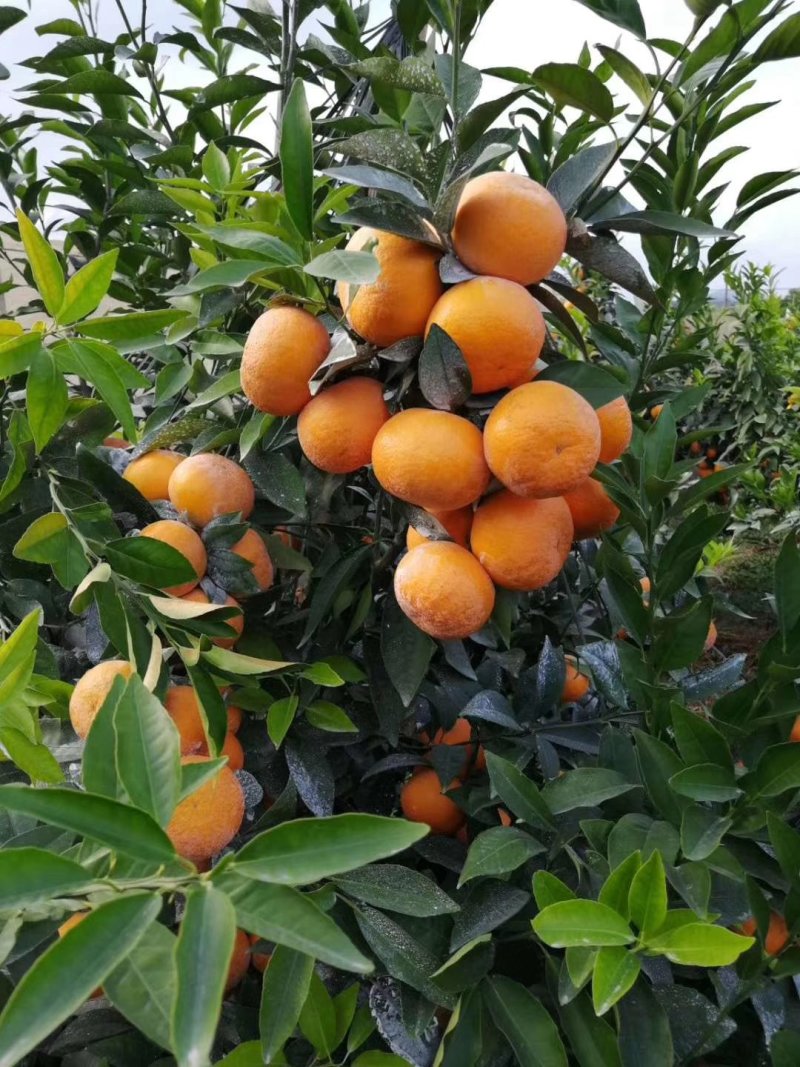 沃柑果苗大量有苗供应