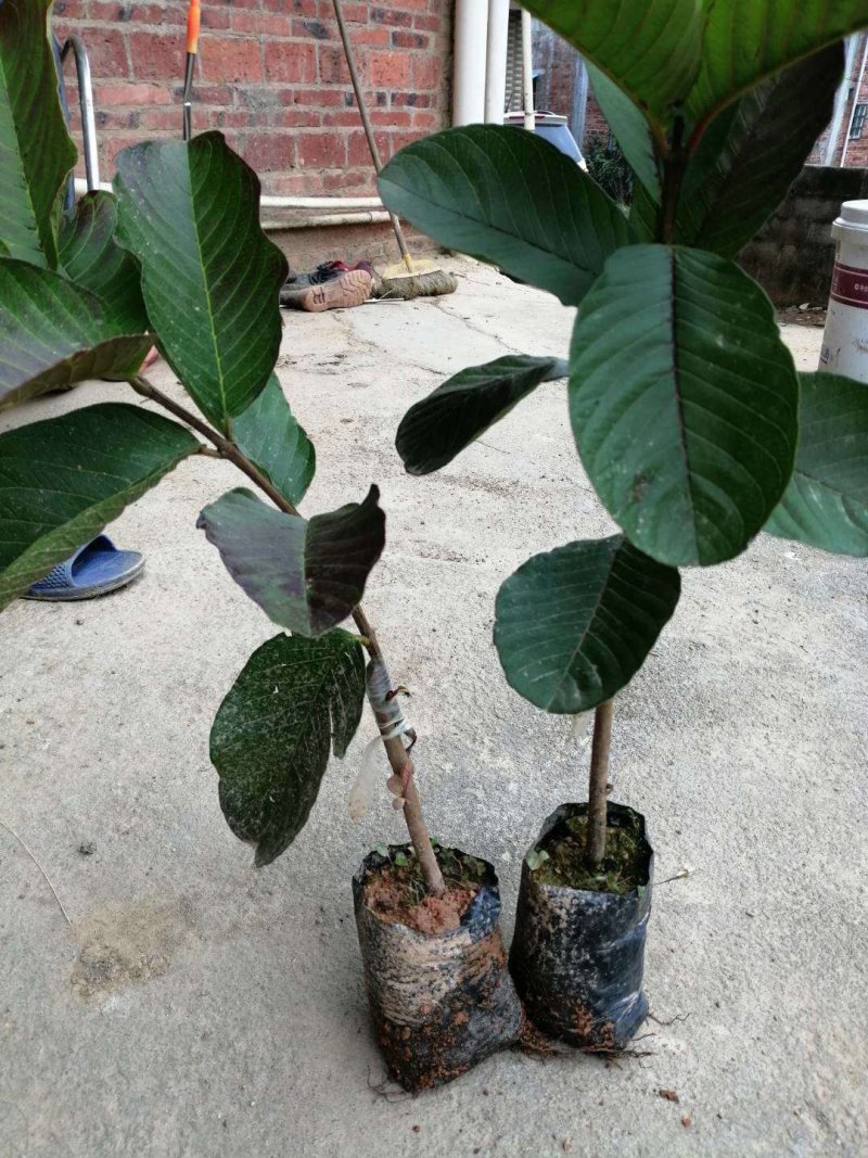 红宝石番石榴苗场地大量有苗供应