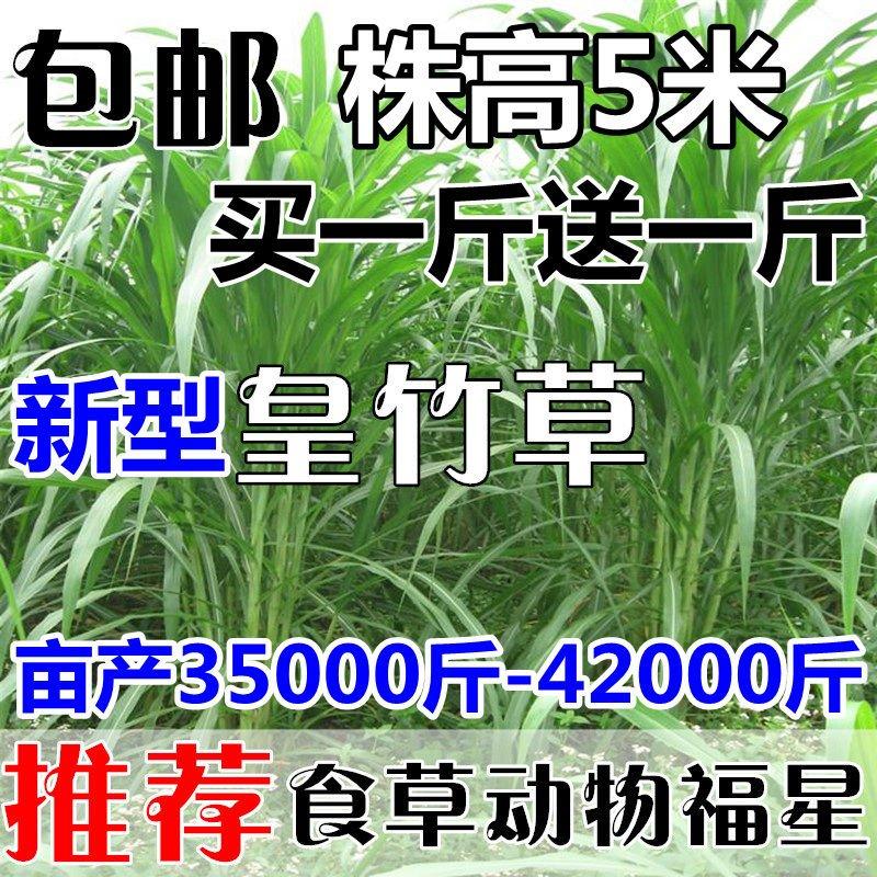 甜象草种子台湾牧草种子南方北方多年生种植猪牛羊鸡鸭鹅鱼兔