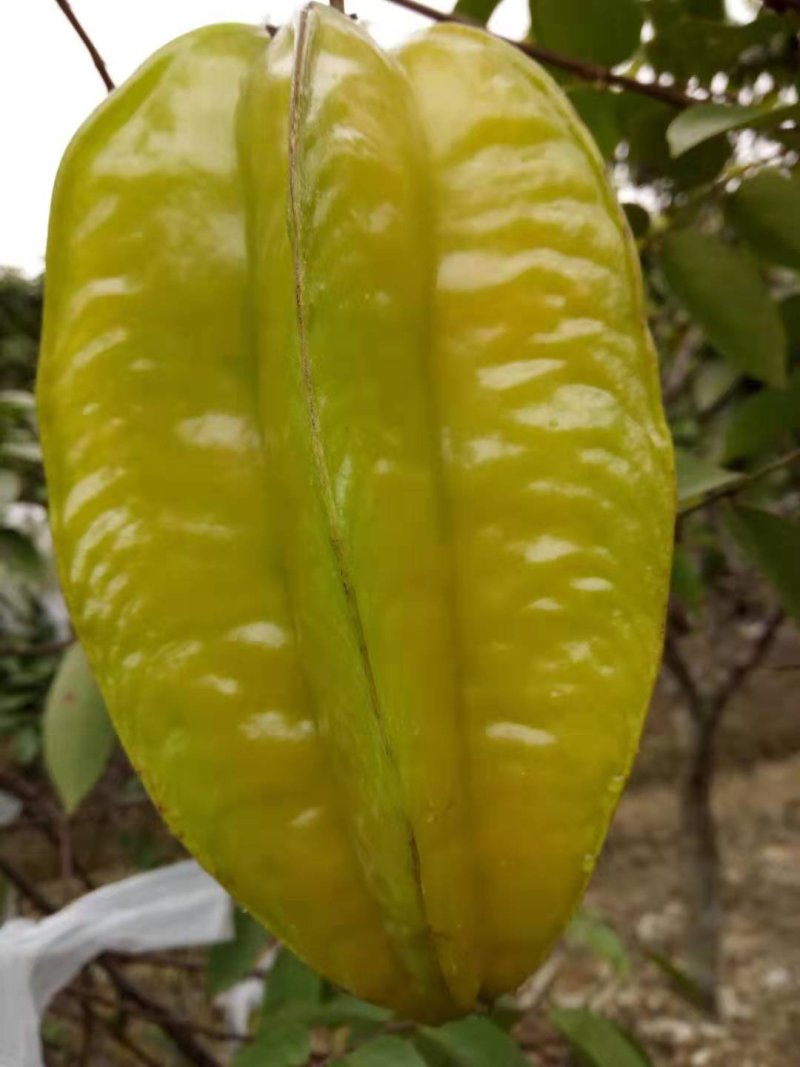 杨桃
