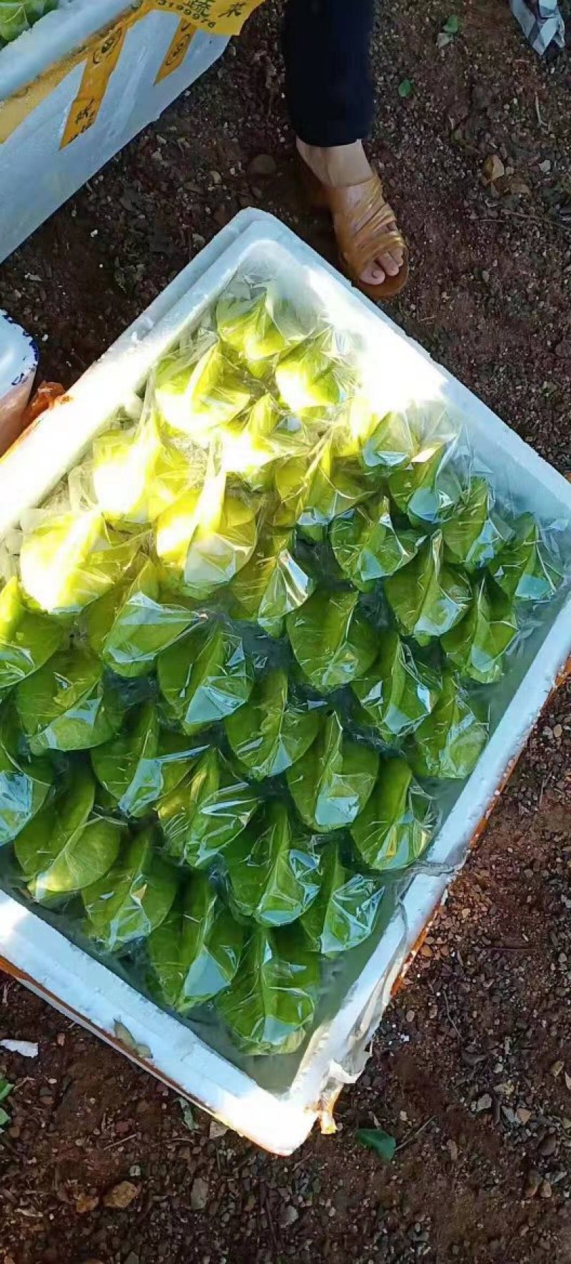 杨桃