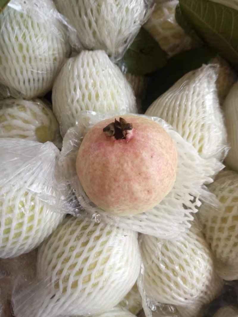 石榴