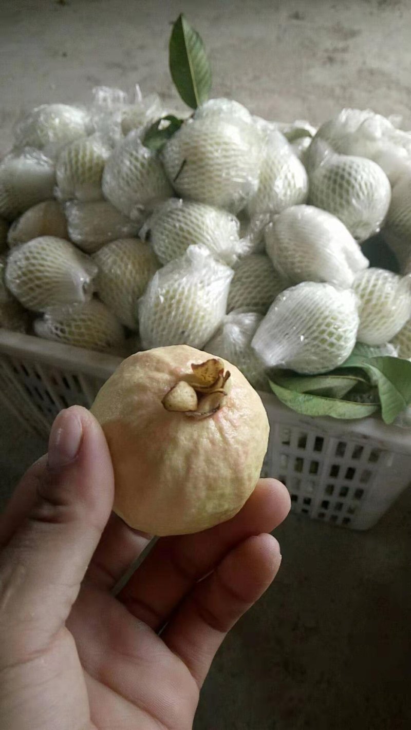 石榴