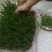 黑小麦草种子黑小麦种子可榨汁喝煮粥打豆浆富硒含花青素