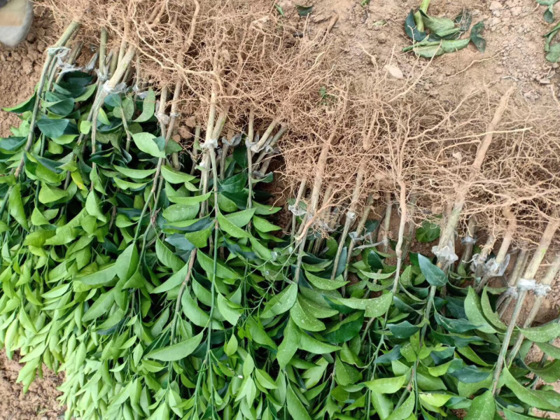 顺丰包邮大叶积壳，091无壳沃柑，香橙沃柑。质量保证！