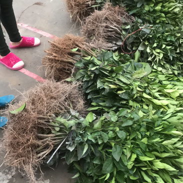 顺丰包邮大叶积壳，091无壳沃柑，香橙沃柑。质量保证！