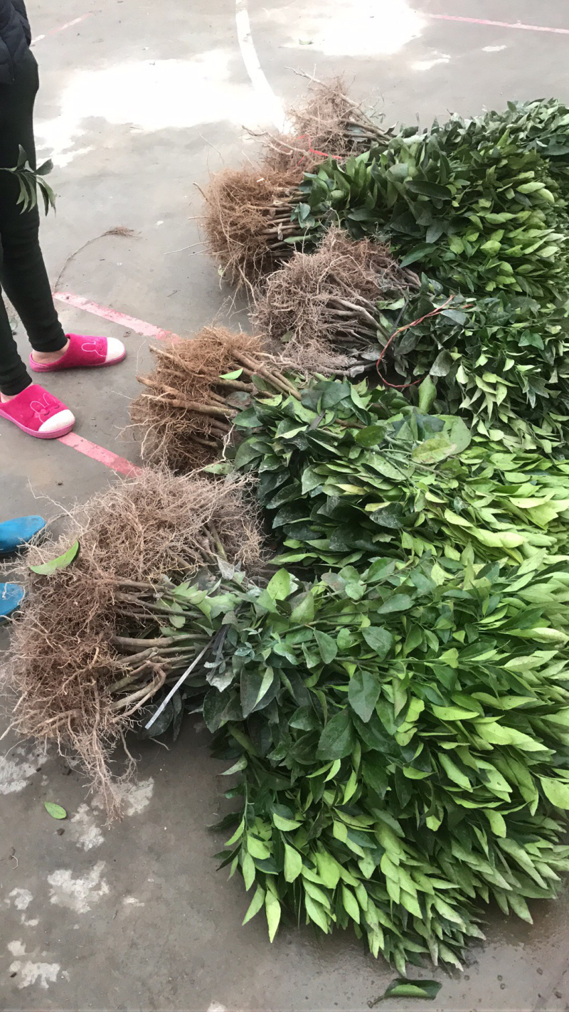 顺丰包邮大叶积壳，091无壳沃柑，香橙沃柑。质量保证！