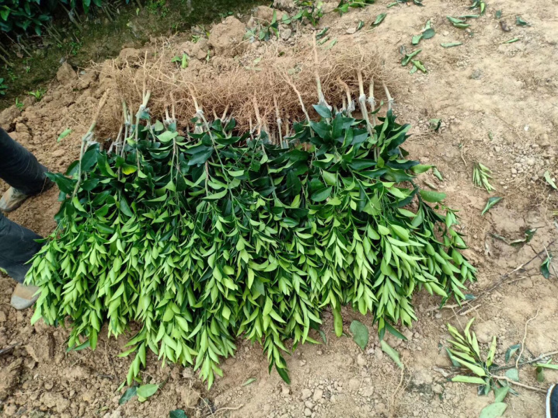 顺丰包邮大叶积壳，091无壳沃柑，香橙沃柑。质量保证！