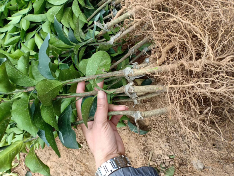 顺丰包邮大叶积壳，091无壳沃柑，香橙沃柑。质量保证！