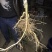 顺丰包邮大叶积壳，091无壳沃柑，香橙沃柑。质量保证！