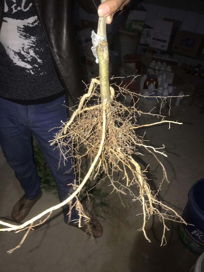 顺丰包邮大叶积壳，091无壳沃柑，香橙沃柑。质量保证！