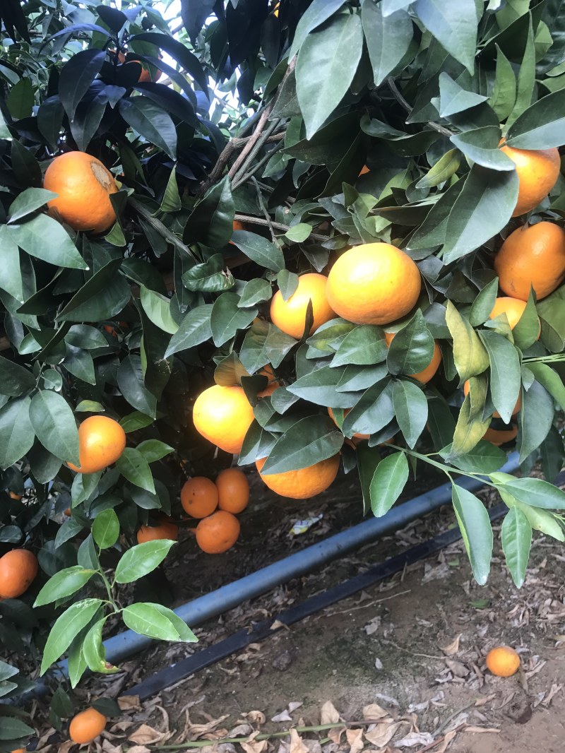 顺丰包邮大叶积壳，091无壳沃柑，香橙沃柑。质量保证！