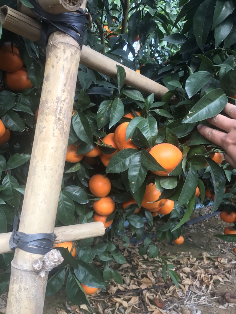 顺丰包邮大叶积壳，091无壳沃柑，香橙沃柑。质量保证！