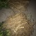 顺丰包邮大叶积壳，091无壳沃柑，香橙沃柑。质量保证！
