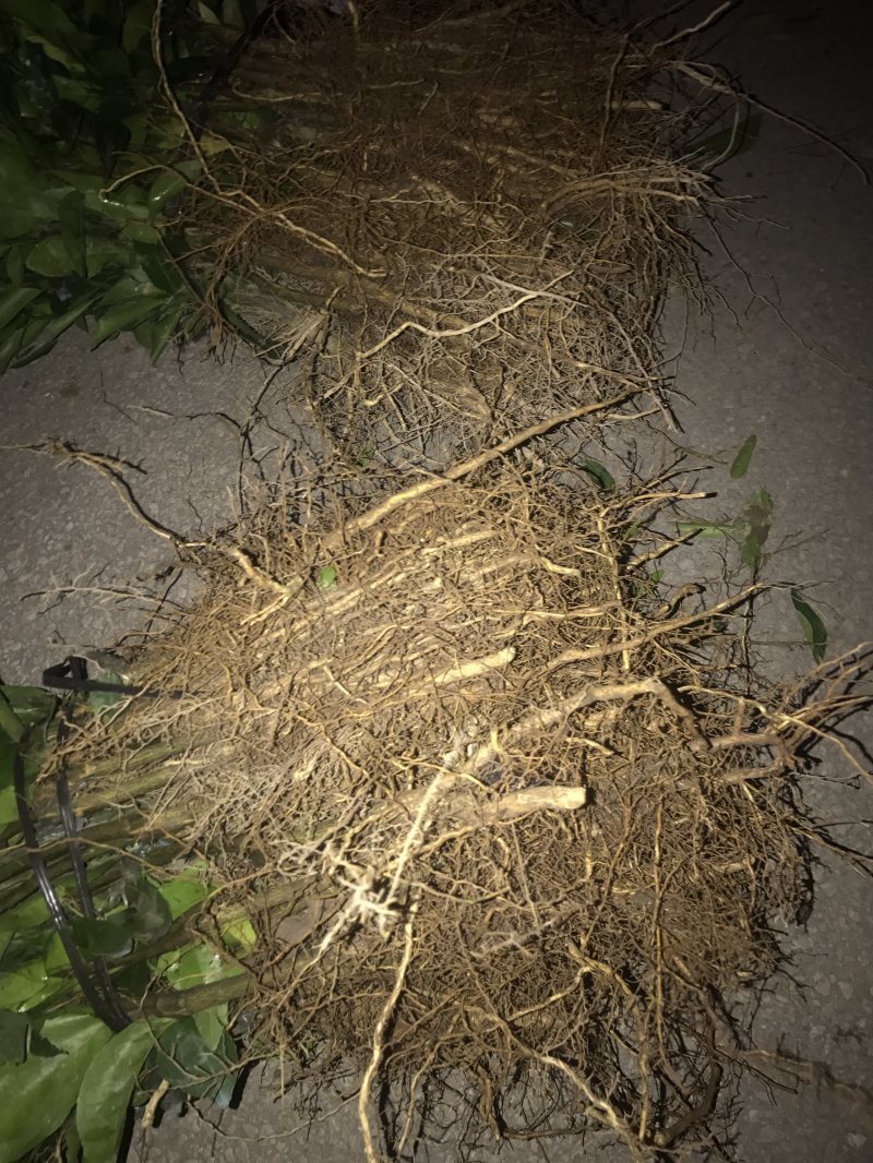 顺丰包邮大叶积壳，091无壳沃柑，香橙沃柑。质量保证！