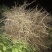 顺丰包邮大叶积壳，091无壳沃柑，香橙沃柑。质量保证！