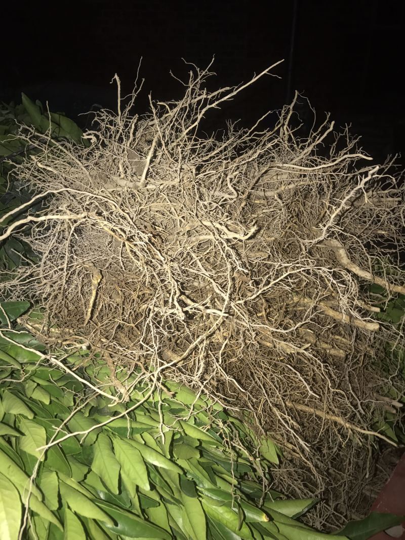 顺丰包邮大叶积壳，091无壳沃柑，香橙沃柑。质量保证！