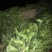 顺丰包邮大叶积壳，091无壳沃柑，香橙沃柑。质量保证！