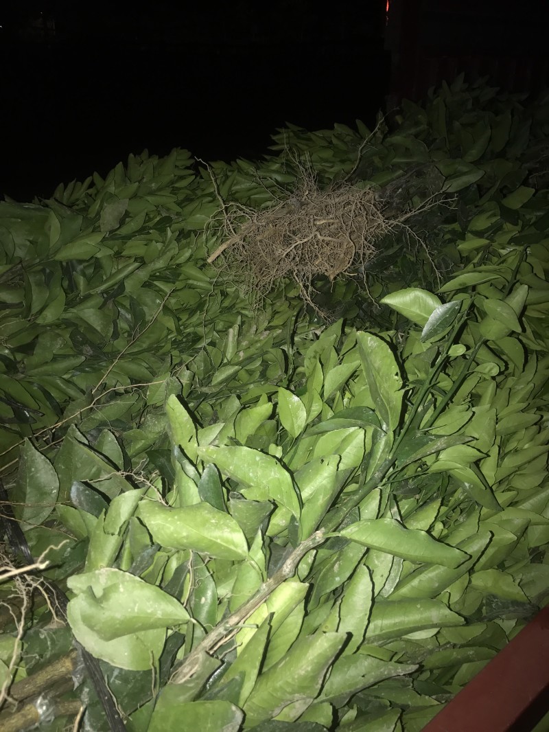 顺丰包邮大叶积壳，091无壳沃柑，香橙沃柑。质量保证！