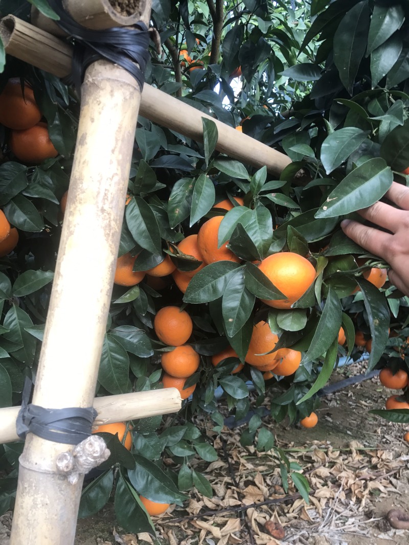 顺丰包邮大叶积壳，091无壳沃柑，香橙沃柑。质量保证！