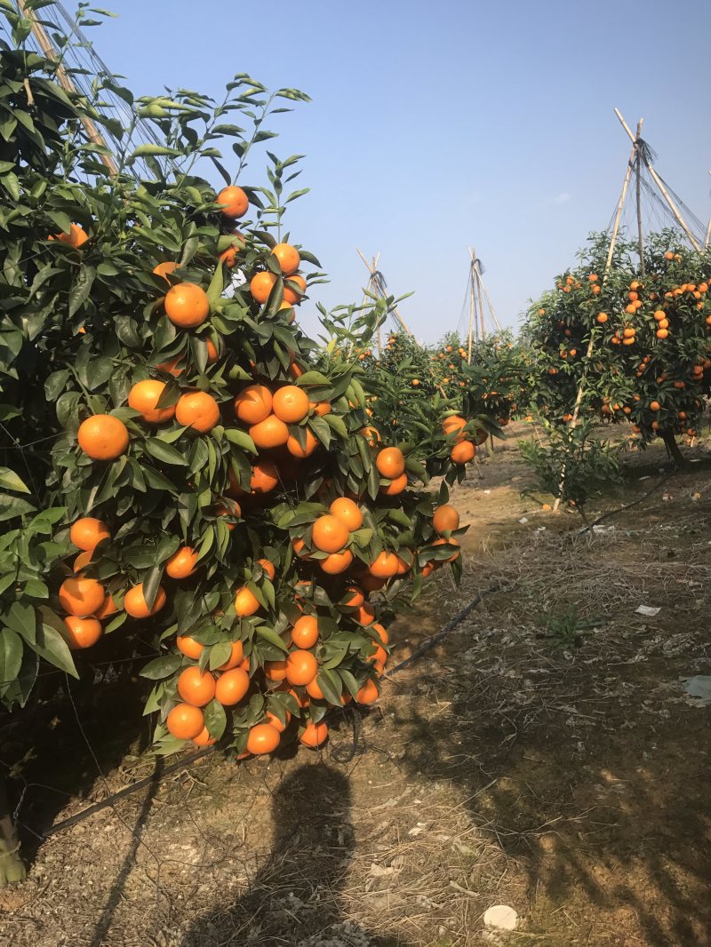 顺丰包邮大叶积壳，091无壳沃柑，香橙沃柑。质量保证！