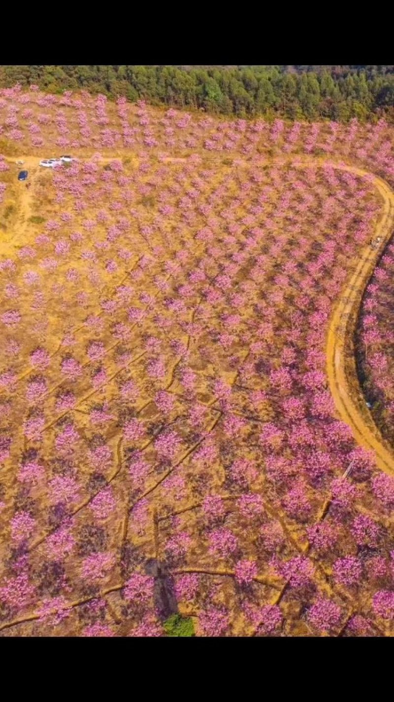 紫花风铃树苗庭院绿化观赏树苗可零售