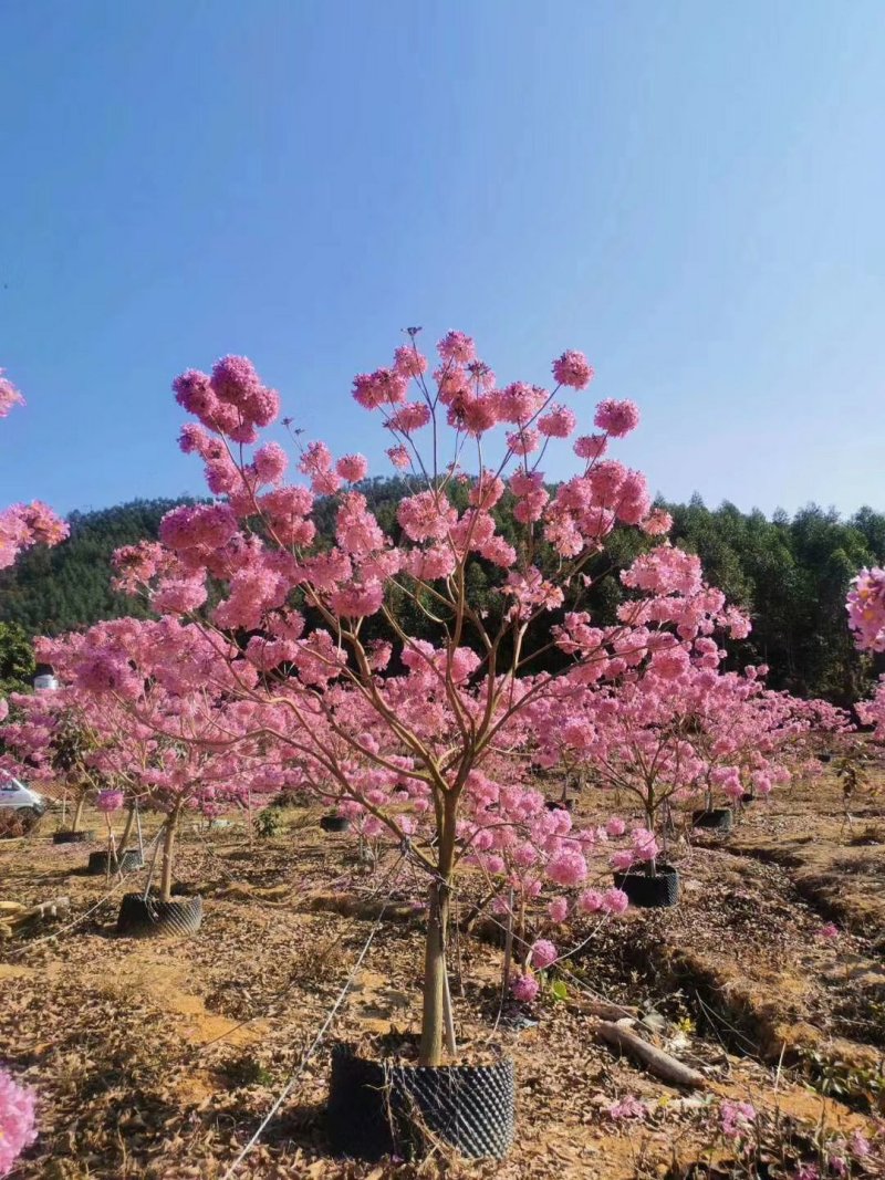 紫花风铃树苗庭院绿化观赏树苗可零售