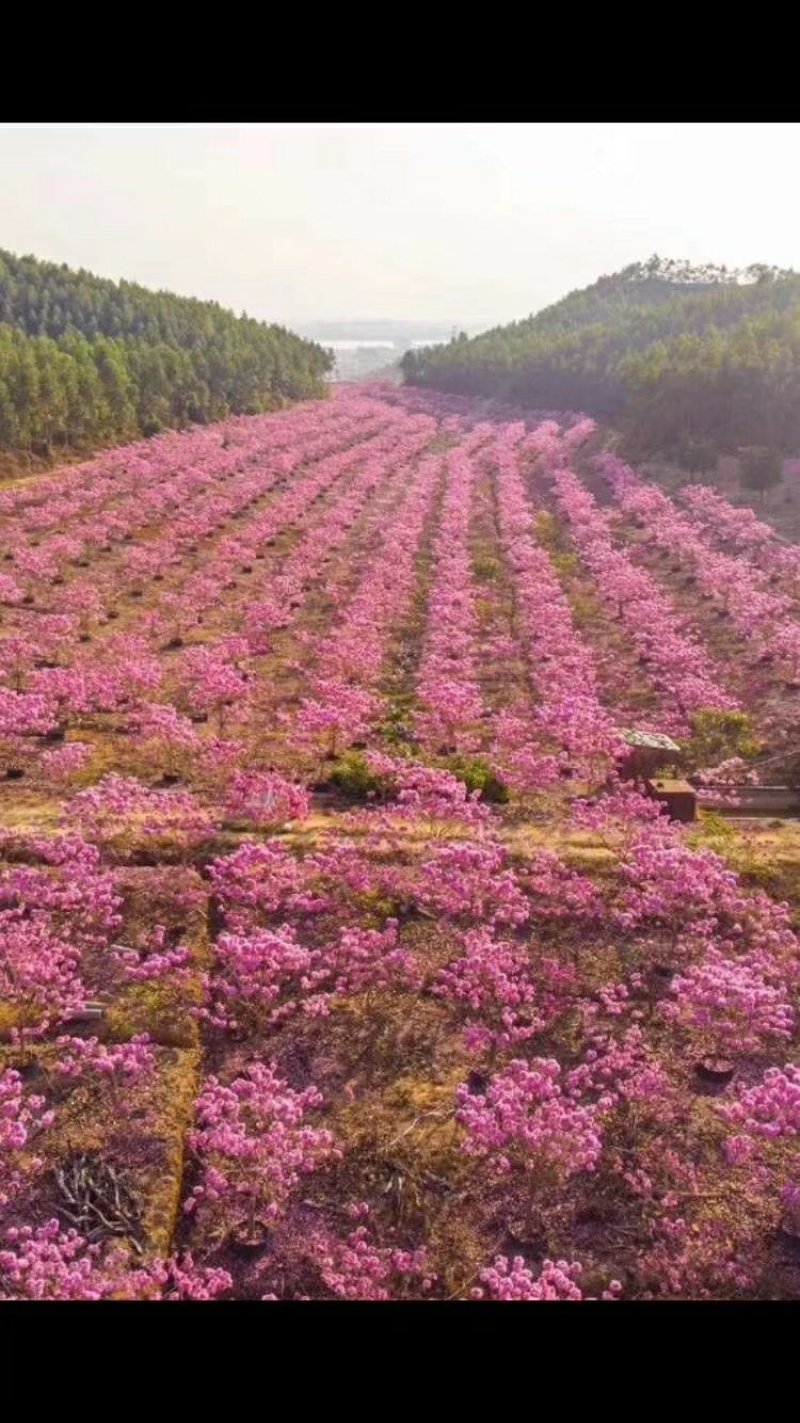 紫花风铃树苗庭院绿化观赏树苗可零售