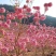紫花风铃树苗庭院绿化观赏树苗可零售