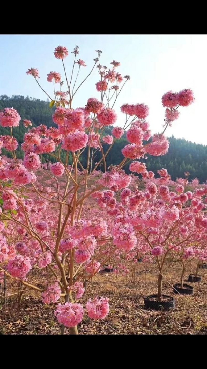 紫花风铃树苗庭院绿化观赏树苗可零售
