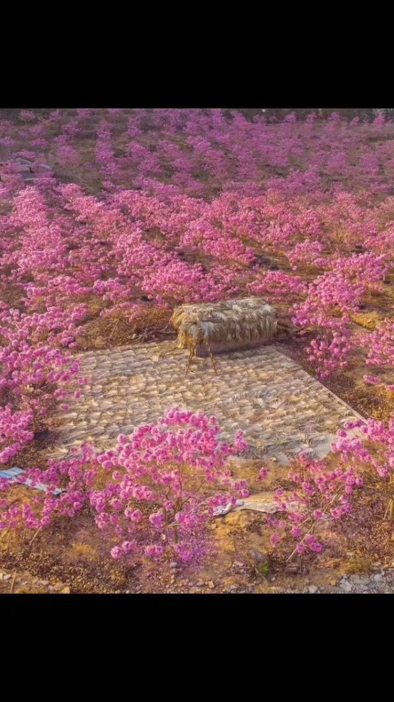 紫花风铃树苗庭院绿化观赏树苗可零售