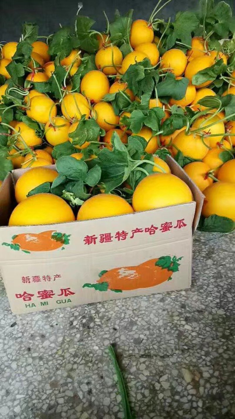 黄金甜瓜黄河蜜产地一手货源实力代收