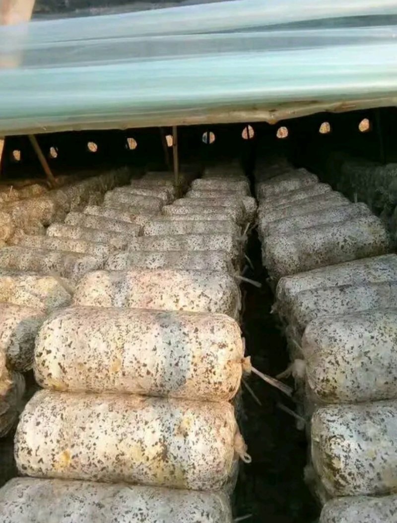 平菇菌棒，产量高，产地直销，菇质好，欢迎实地考察