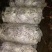 平菇菌棒，产量高，产地直销，菇质好，欢迎实地考察