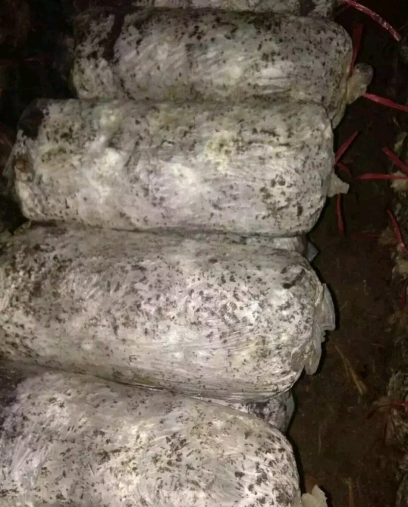 平菇菌棒，产量高，产地直销，菇质好，欢迎实地考察