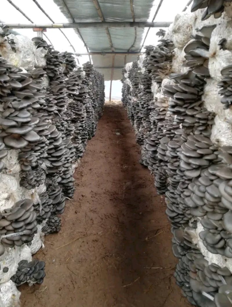 平菇菌棒，产量高，产地直销，菇质好，欢迎实地考察