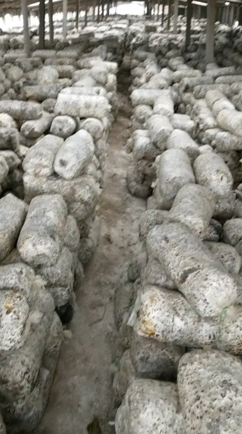 平菇菌棒，产量高，产地直销，菇质好，欢迎实地考察