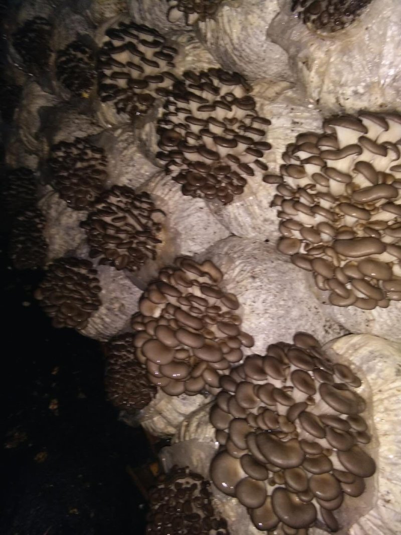 平菇菌棒，产量高，产地直销，菇质好，欢迎实地考察