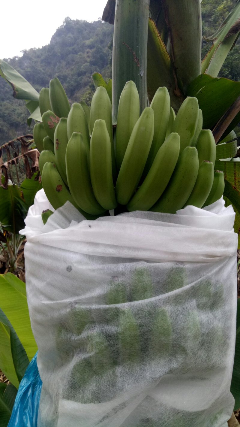 第一代香蕉出售